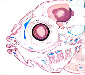 microarte