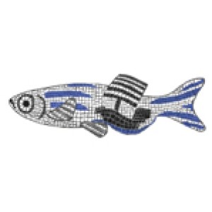 zebrafish